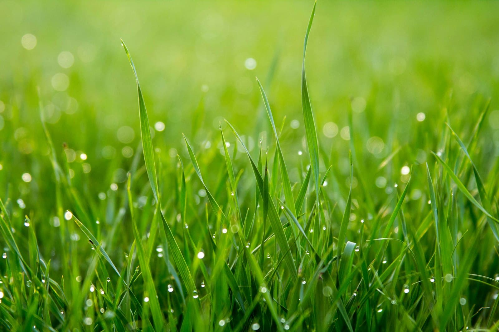 Lawn & Turf Management in Roseville, Rocklin & Placer County, CA